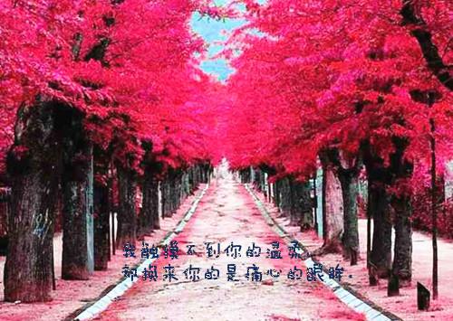 甜宵菜紫小说免费阅读_甜宵菜紫(游湉霍文肖)小说全文免费阅读